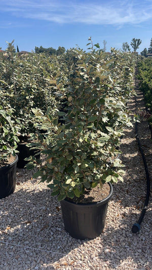 ELAEAGNUS X EBBINGEI