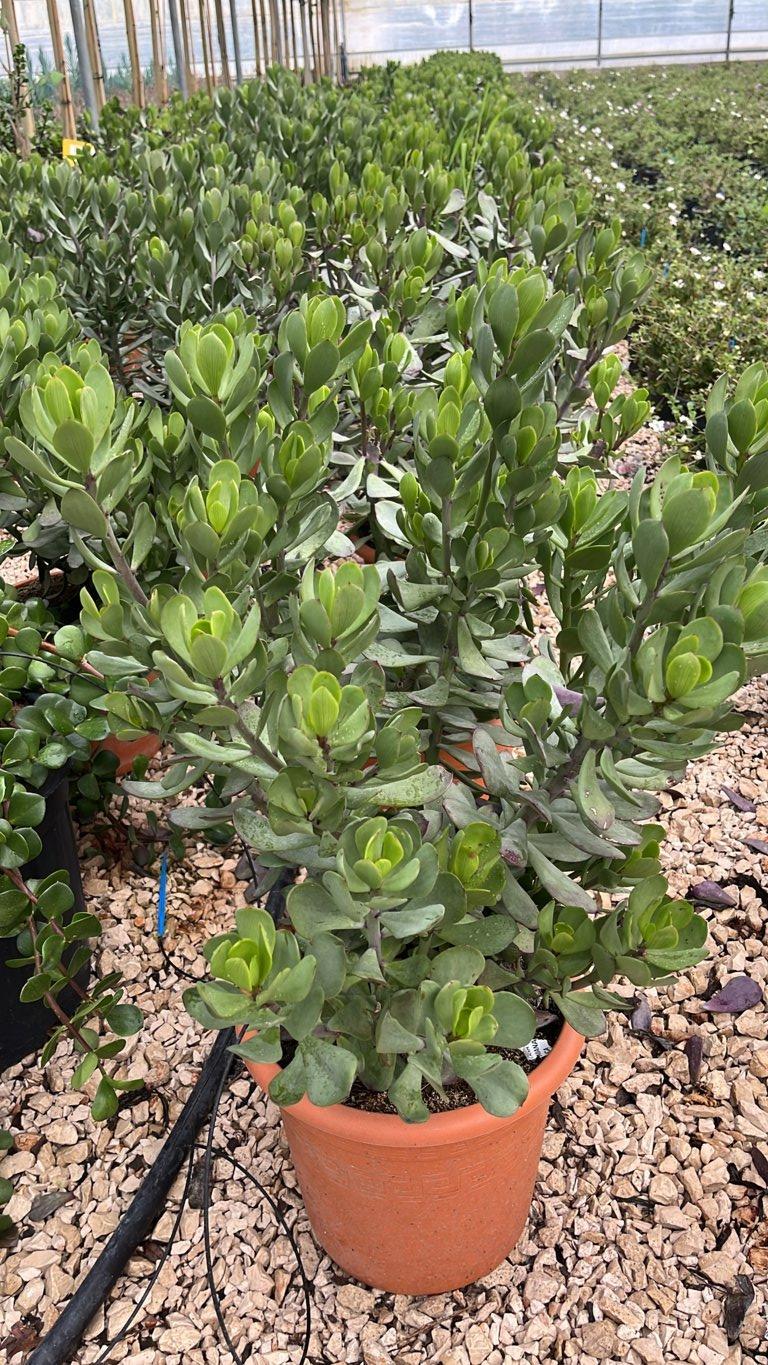 SENECIO AMANIENSIS