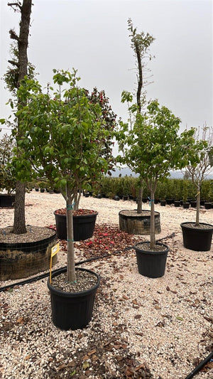 PYRUS COMMUNIS
