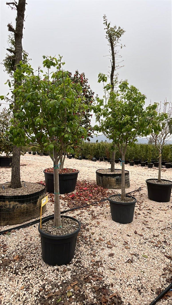 PYRUS COMMUNIS