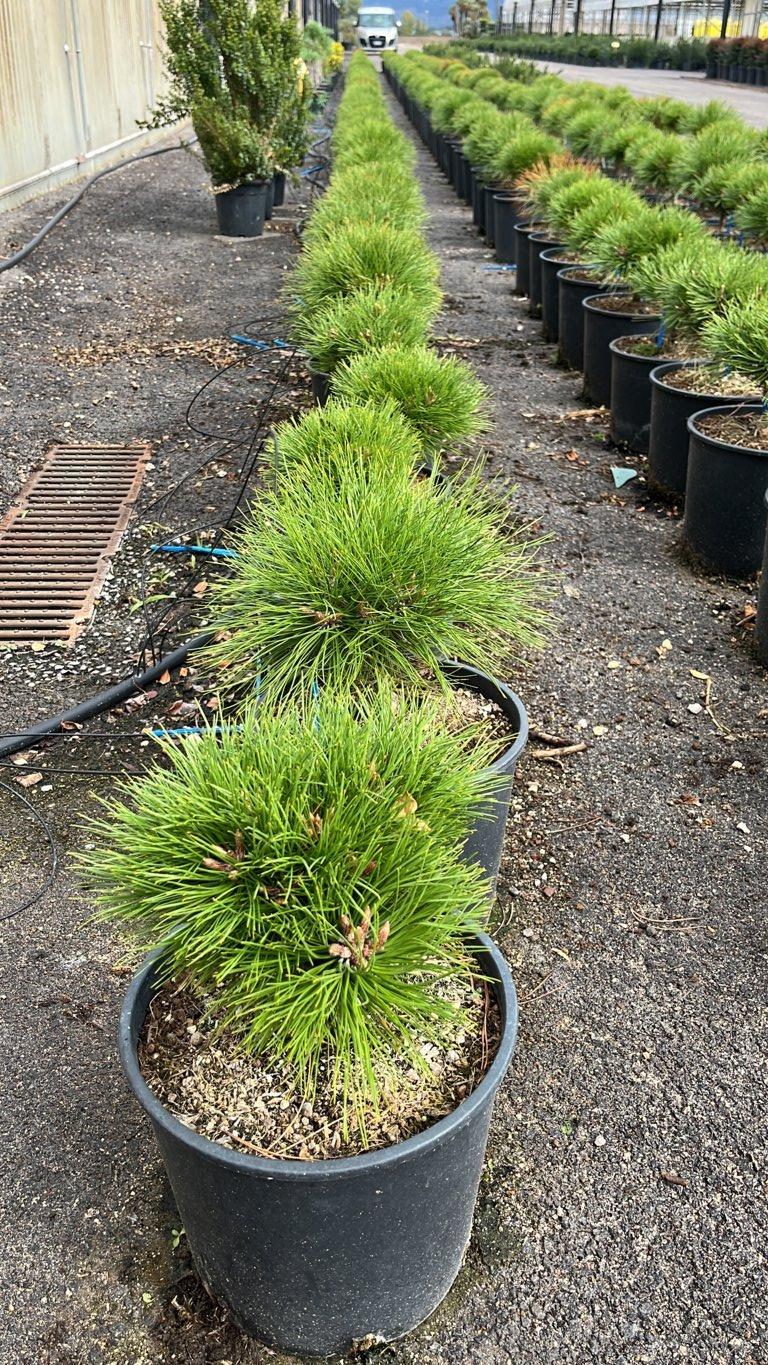PINUS NIGRA MARIE BREGEON