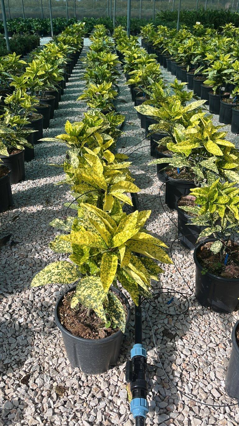 ACUBA JAPONICA CROTONIFOLIA