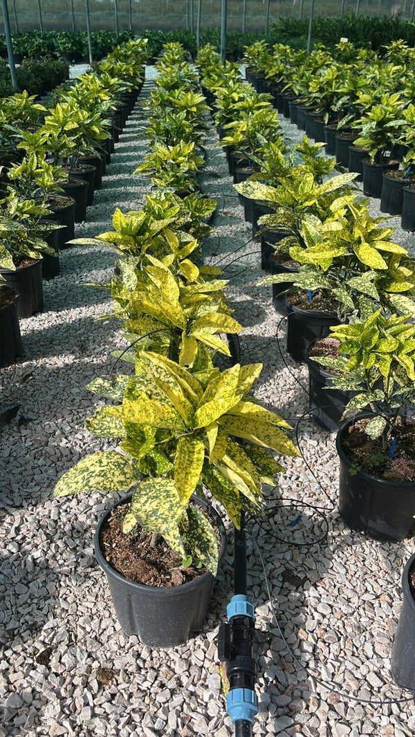 ACUBA JAPONICA CROTONIFOLIA