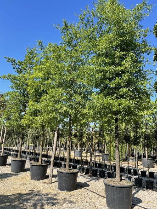 QUERCUS F.C PHELLOS