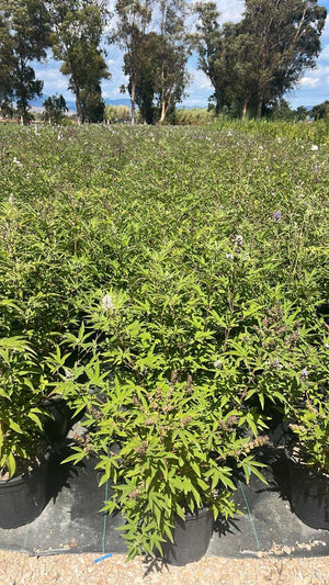 VITEX AGNUS-CASTUS