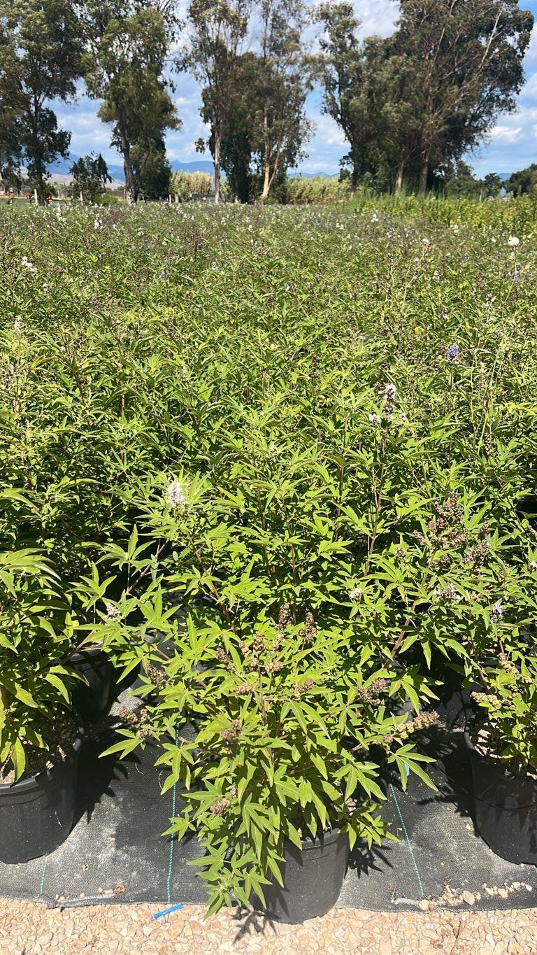 VITEX AGNUS-CASTUS
