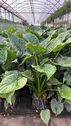 ALOCASIA CUCULLATA