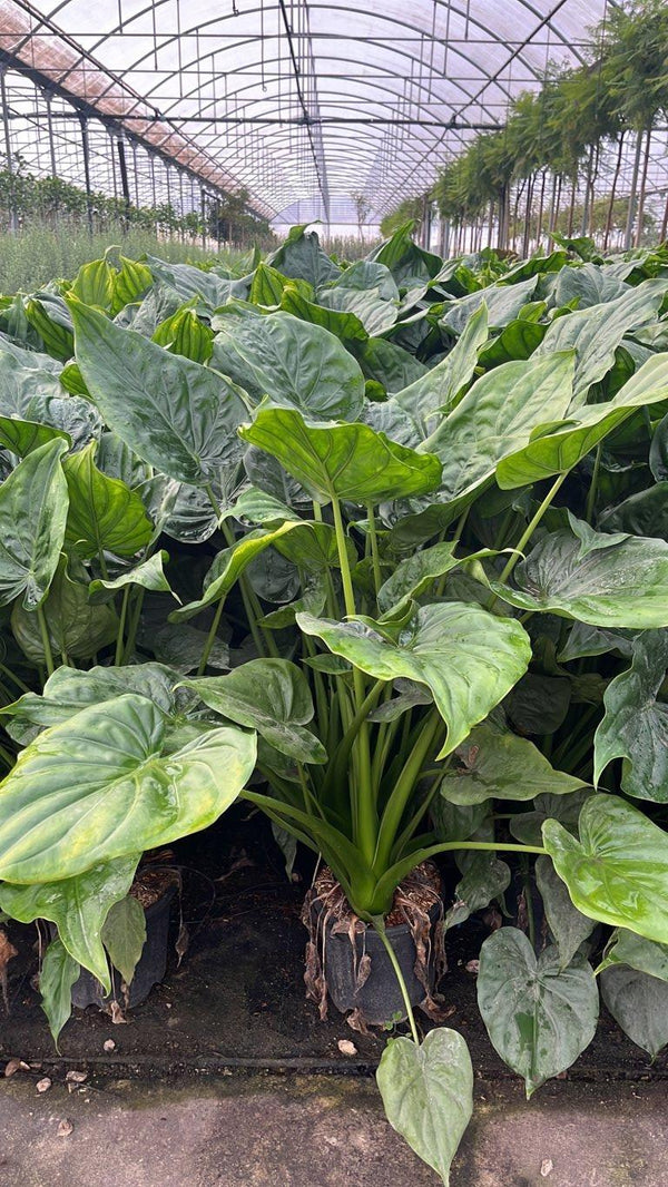 ALOCASIA CUCULLATA