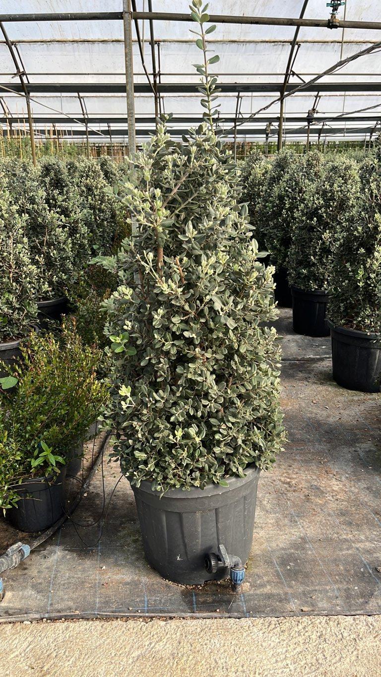 METROSIDEROS EXCELSA