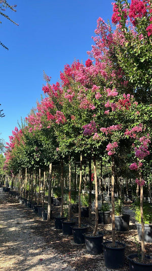 LAGERSTROEMIA INDICA