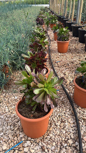 AEONIUM ARBOREUM ATROPURPUREUM