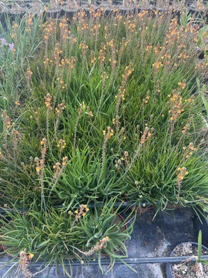 BULBINE FRUTESCENS HALLMARK