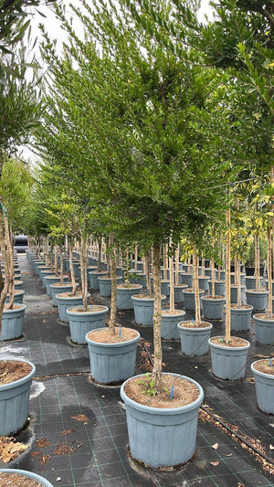 MYRTUS COMMUNIS BIANCO