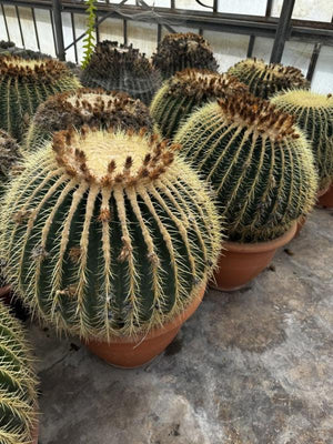 ECHINOCACTUS GRUSONII