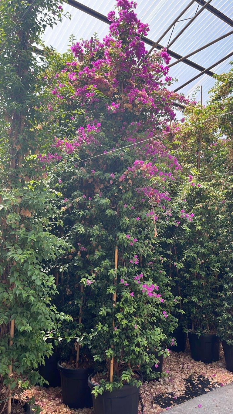 BOUGAINVILLEA SANDERIANA