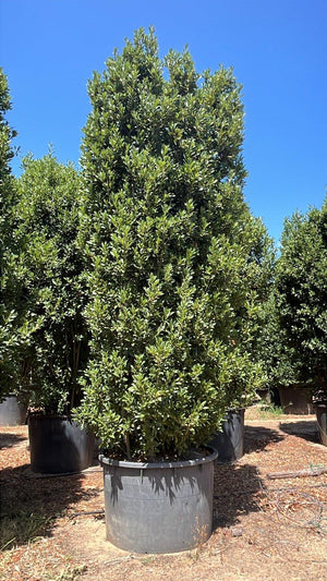 LAURUS NOBILIS