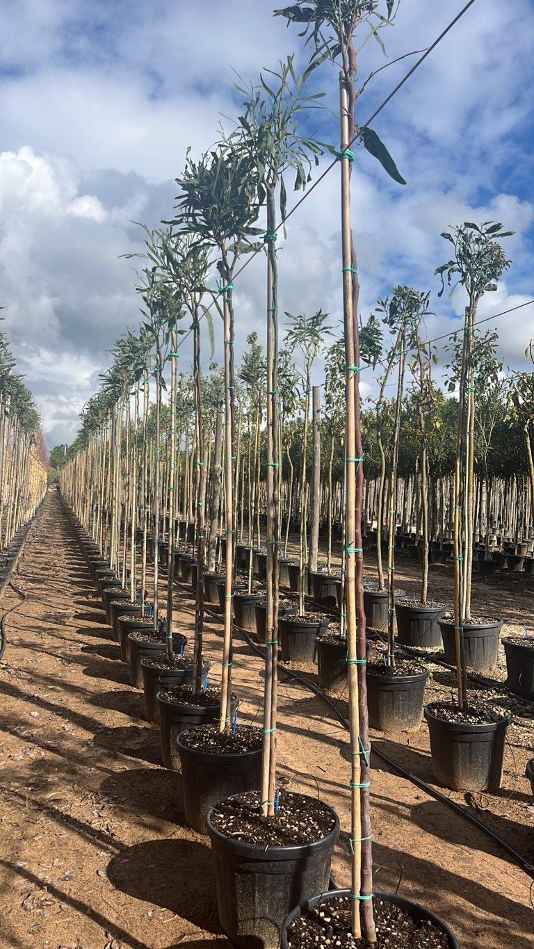 ACACIA SALIGNA