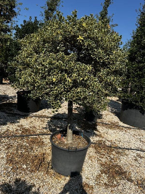 ILEX AQUIFOLIUM ARGENTEA MARGINATA