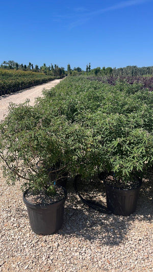 VITEX AGNUS-CASTUS GALACTIC PINK