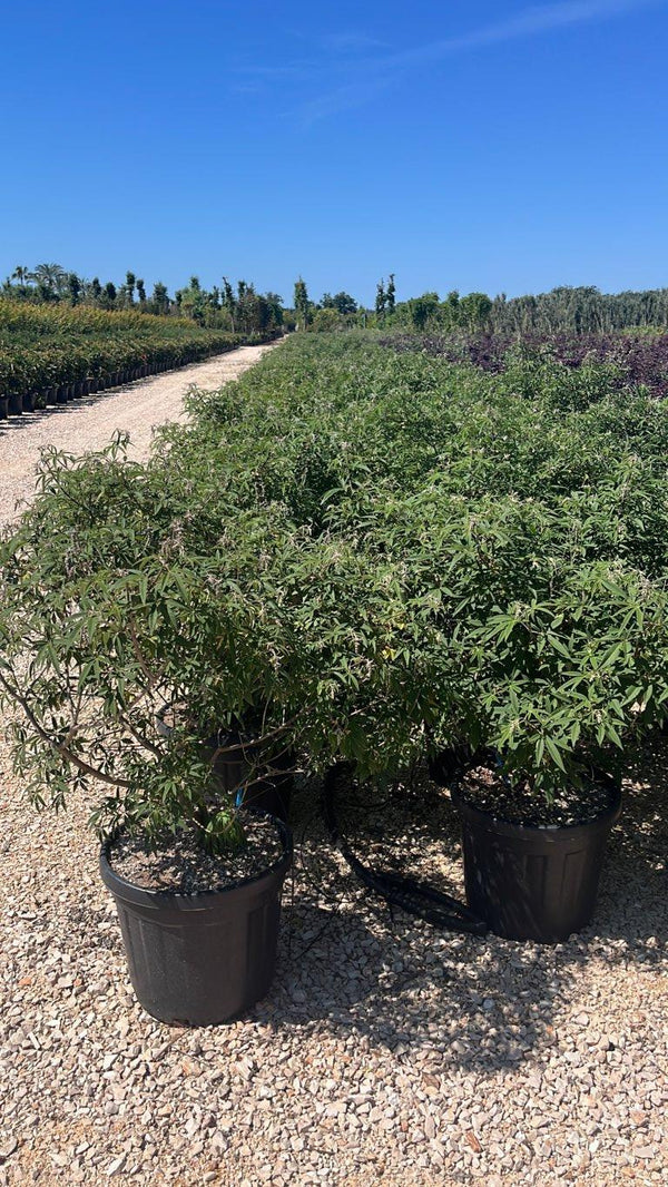 VITEX AGNUS-CASTUS GALACTIC PINK