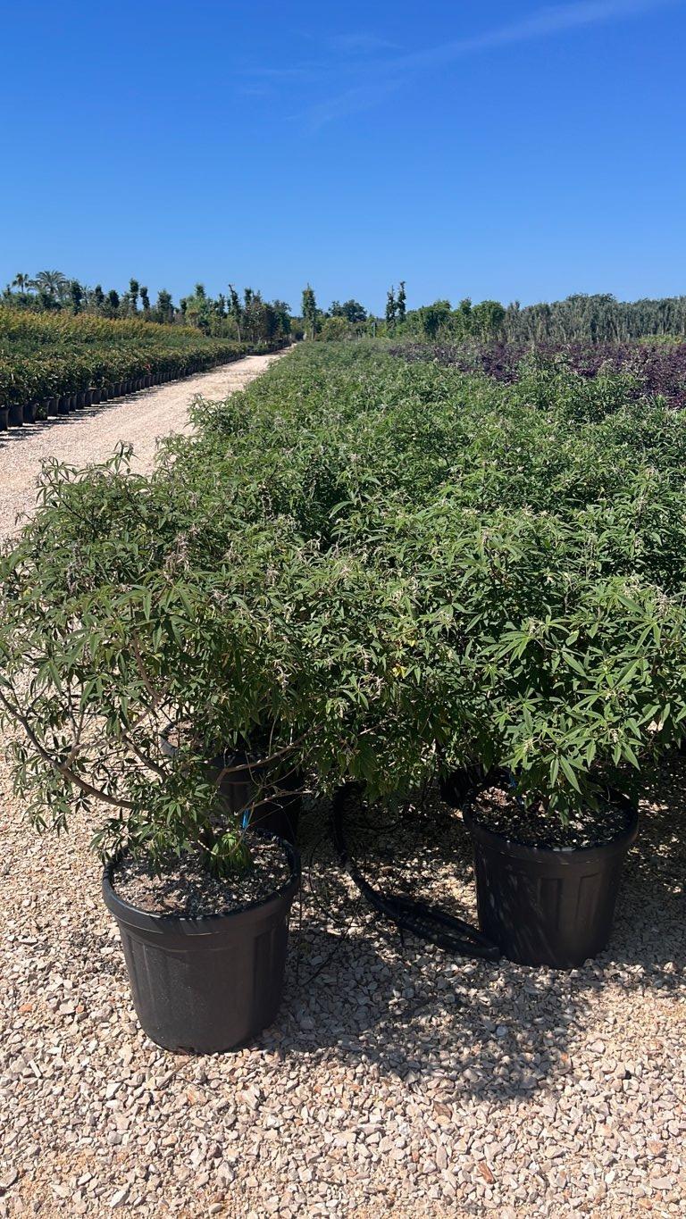 VITEX AGNUS-CASTUS GALACTIC PINK