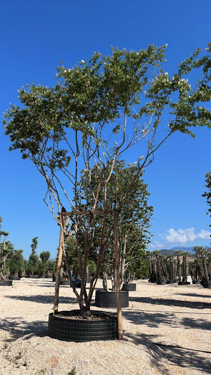 LAGERSTROEMIA INDICA NATCHEZ