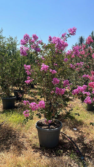 LAGERSTROEMIA INDICA BENOIT
