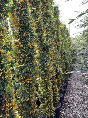 PYRACANTHA MOHAVE