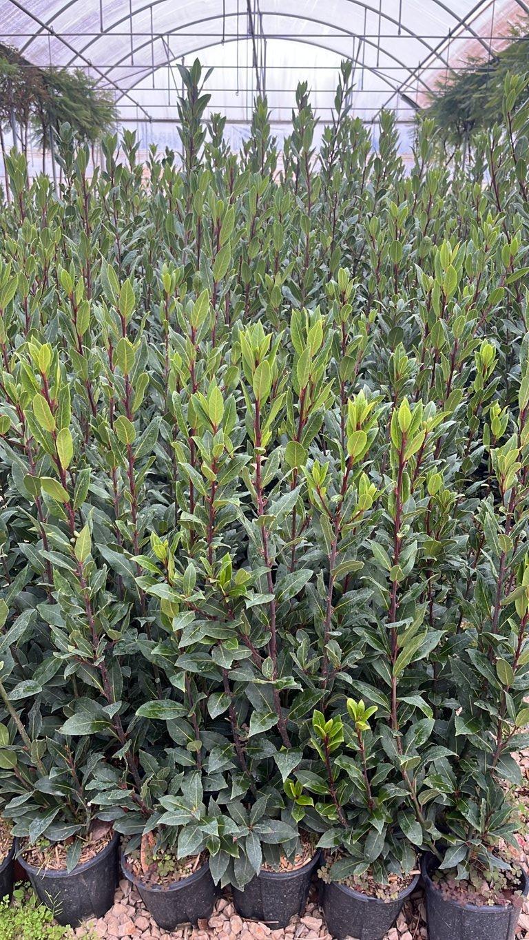LAURUS NOBILIS