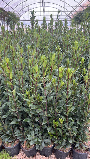 LAURUS NOBILIS