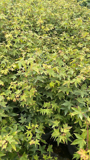 ACER PALMATUM LITTLE PRINCESS Cespuglio - vaso 3 litri