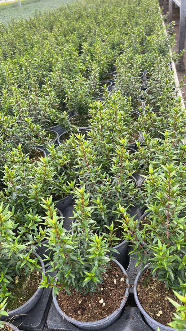 MYRTUS COMMUNIS MICROPHYLLA
