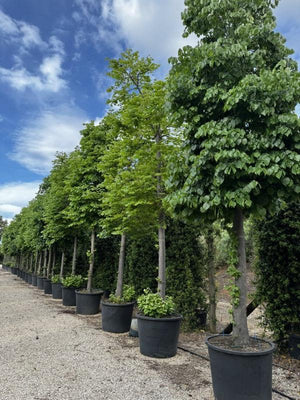 TILIA CORDATA