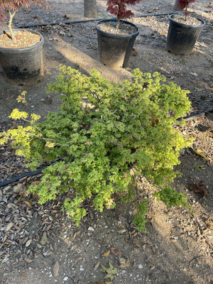 ACER PALMATUM LITTLE PRINCESS