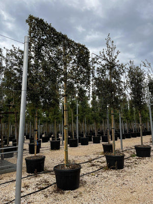 QUERCUS S. ILEX