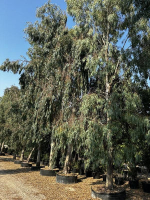 EUCALYPTUS CAMALDUENSIS