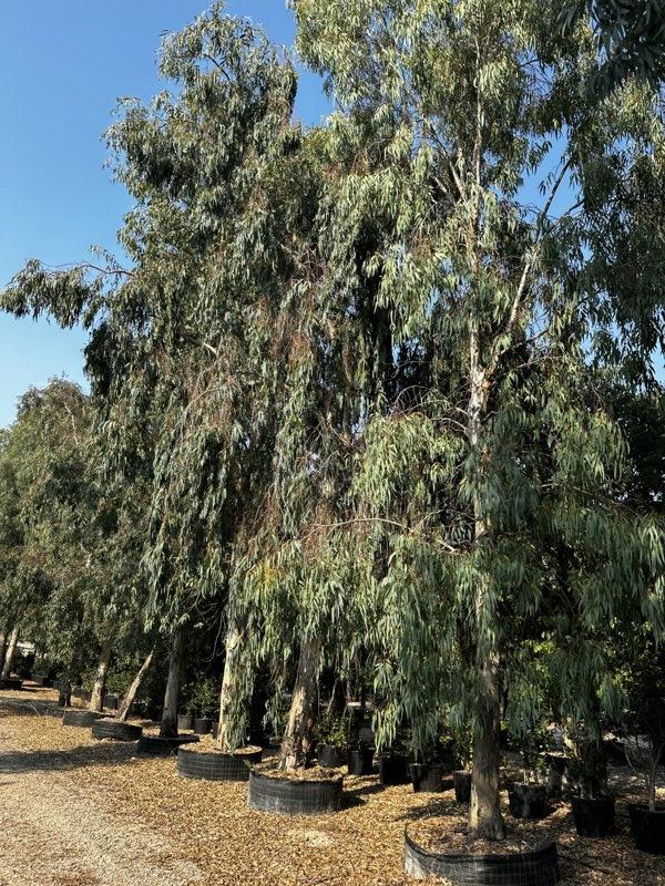 EUCALYPTUS CAMALDUENSIS
