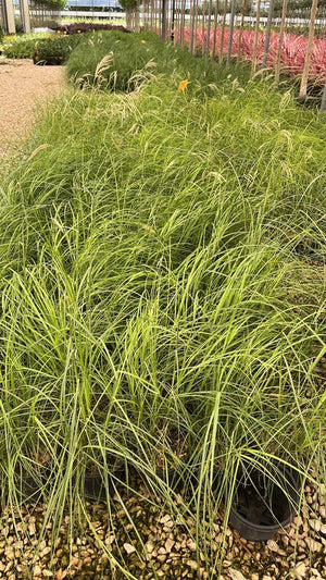 MISCANTHUS SINENSIS PINK CLOUD