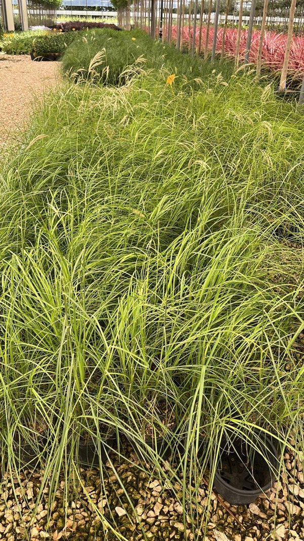 MISCANTHUS SINENSIS PINK CLOUD