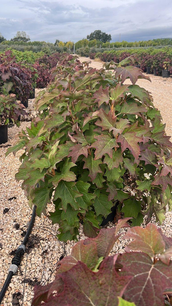 HYDRANGEA QUERCIFOLIA