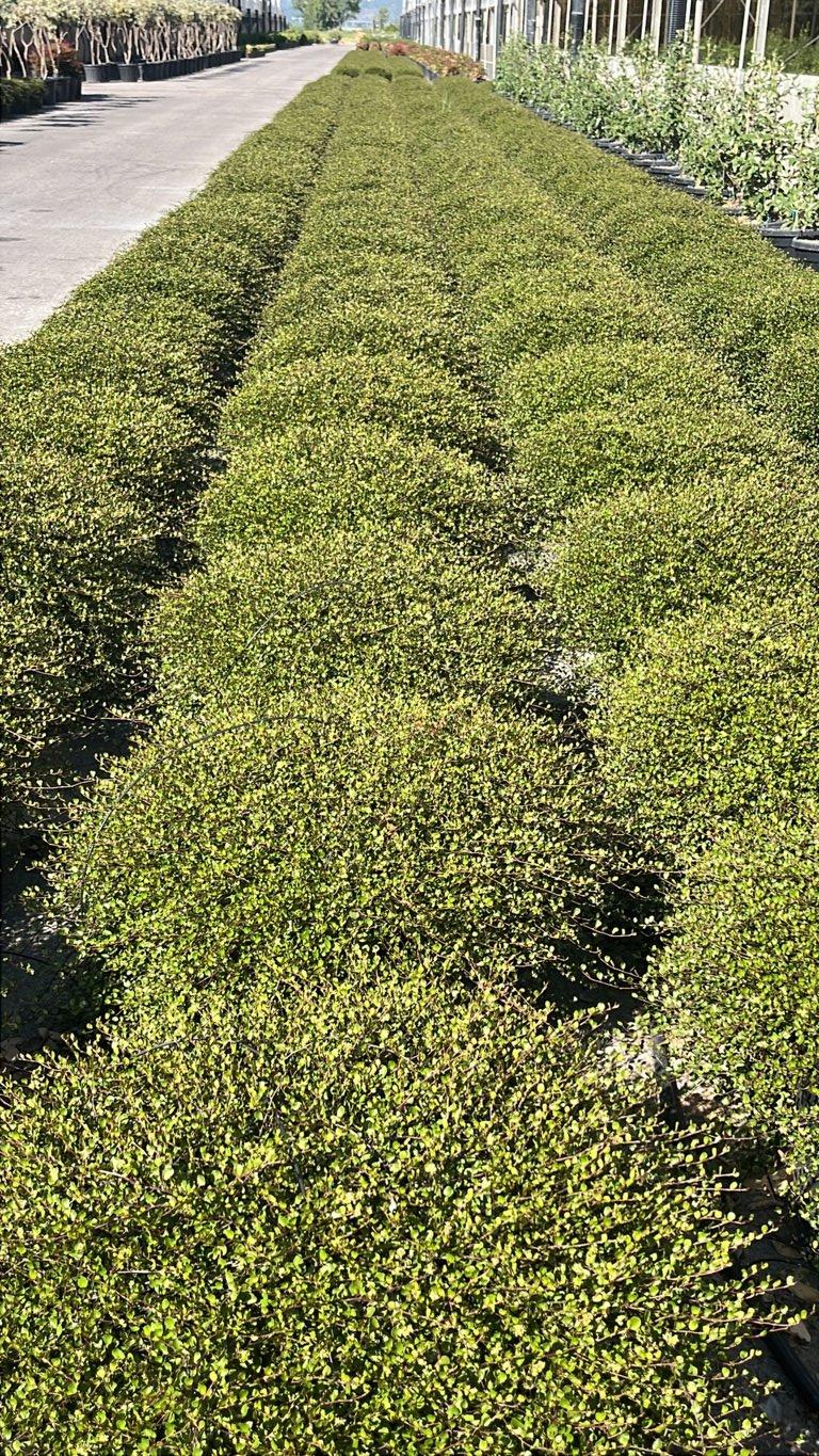 MUEHLENBECKIA COMPLEXA