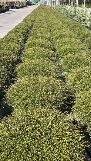 MUEHLENBECKIA COMPLEXA