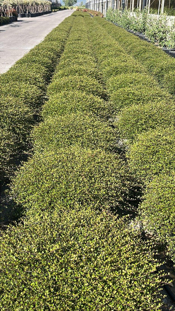 MUEHLENBECKIA COMPLEXA