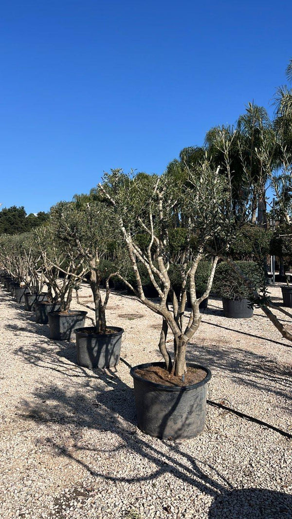 OLEA EUROPEA SYLVESTRIS