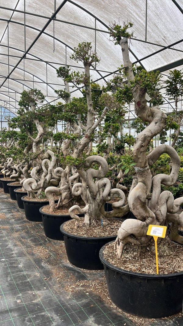 FICUS S. MICROCARPA