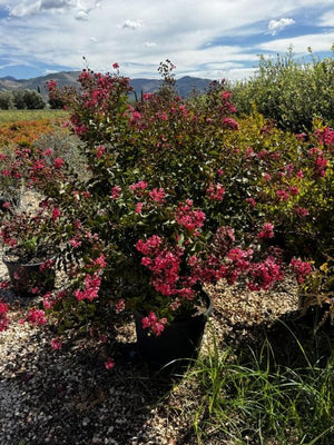 LAGERSTROEMIA INDICA BERLINGOT MENTHE