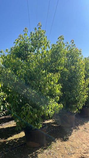CINNAMOMUM CAMPHORA