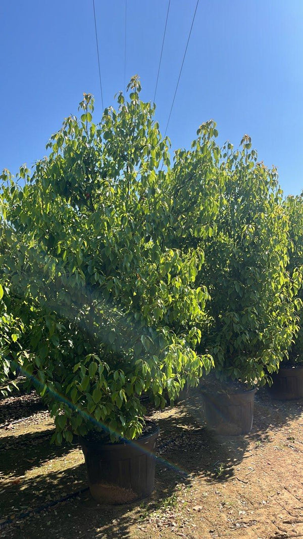 CINNAMOMUM CAMPHORA