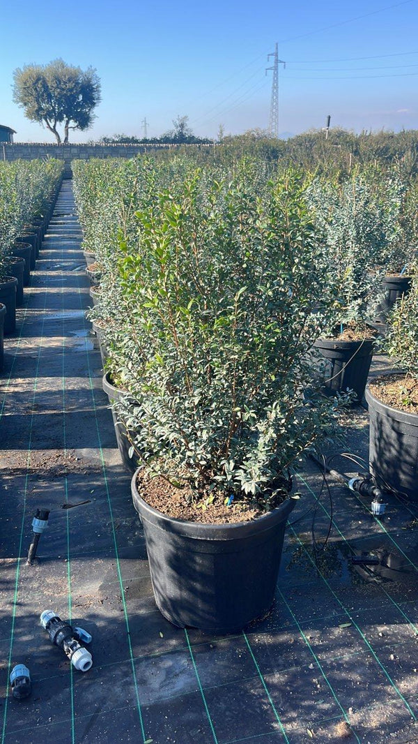MYRTUS COMMUNIS BIANCO