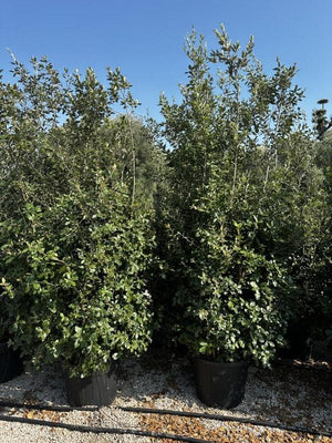 QUERCUS S. ILEX